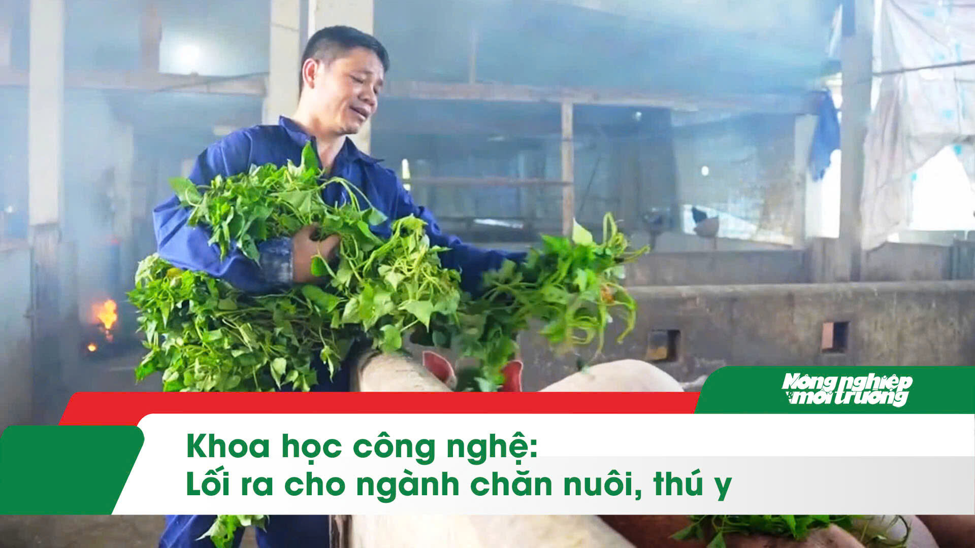 Khoa học công nghệ: Lối ra cho ngành chăn nuôi, thú y 